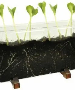 CASA DE GUSANOS Y RAICES