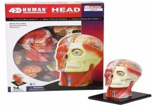 PUZZLE DIDACTICO CRANEO HUMANO