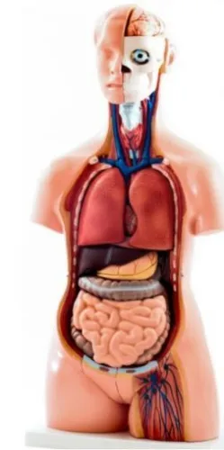 TORSO HUMANO BISEXO ESPALDA ABIERTA