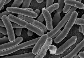 ESCHERICHIA COLI**7015-090