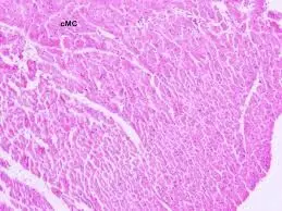 MUSCULO CARDIACO CL (RATA)