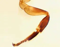 PATAS DELANTERA Y TRASERA DE ABEJA,M.E.