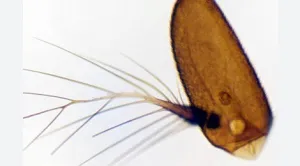 ANTENA DE MOSCA COMUN, M.E.