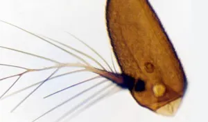 ANTENA DE MOSQUITO, M.E.