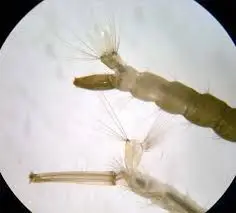 LARVA DE MOSQUITO (CULEX-MOSQUITO COMUN)