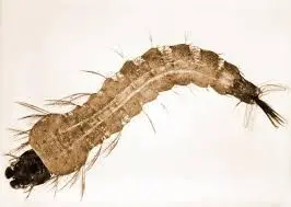 MOSQUITO LARVA, W.M.