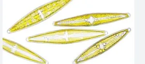 DIATOMEAS DE AGUA DULCE ACTUALES