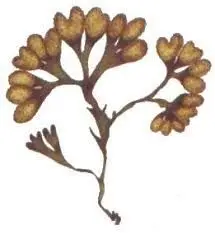FUCUS SPIRALIS (MONOICA), CTRECEPTACULO*