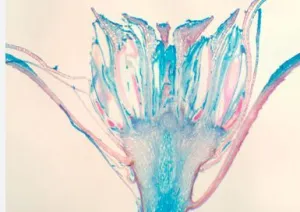 ARQUEGONIO DE MUSGO, S.L.