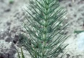 ESPIGA ESPORIFERA DE COLA DECABALLO CL