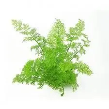 PECIOLO DE HELECHO CT