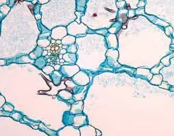 HOJA DE PLANTA SUMERGIDA CONAERENQUIMA, S.T.