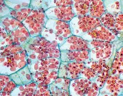 TUBERCULO DE SOLANUM TUBEROSUM(PATATA), SEC.