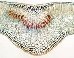 HOJA DE LIGUSTRUM LUCIDUM(ALIGUSTRE), S.T.