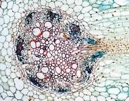 RAIZ ADULTA DE VICIA FABA (HABA), S.T.