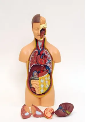MINI TORSO HUMANO CUERPO HUMANO DESMONTABLE